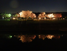 （5）「竜田川まほろば遊歩道」推進の会の画像3