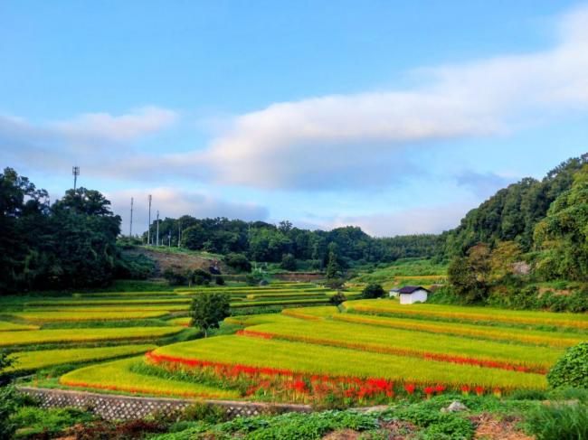 棚田あでやかに